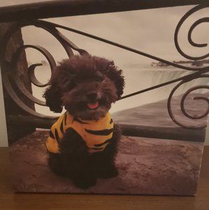 Meet your Posher, Agnes